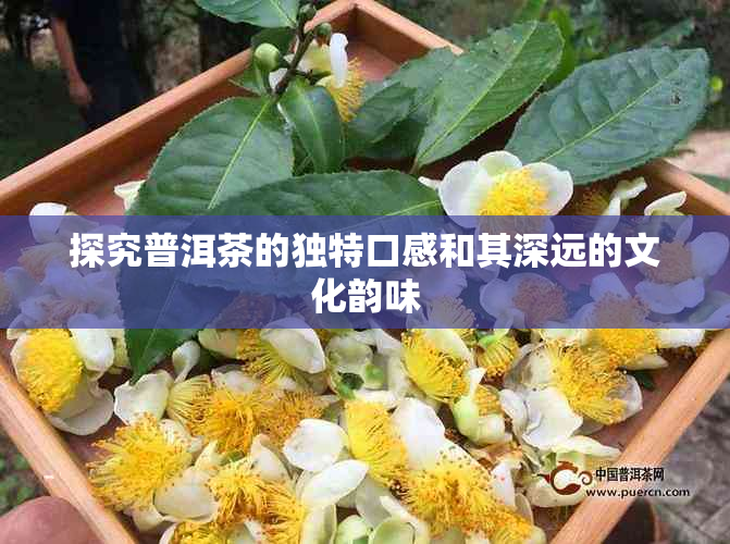 探究普洱茶的独特口感和其深远的文化韵味