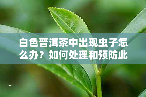 白色普洱茶中出现虫子怎么办？如何处理和预防此类问题？