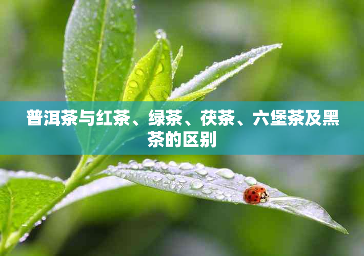 普洱茶与红茶、绿茶、茯茶、六堡茶及黑茶的区别