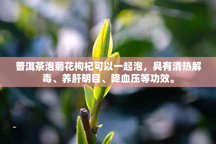 普洱茶泡菊花枸杞可以一起泡，具有清热解、养肝明目、降血压等功效。