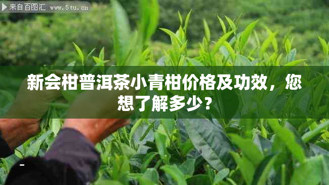 新会柑普洱茶小青柑价格及功效，您想了解多少？