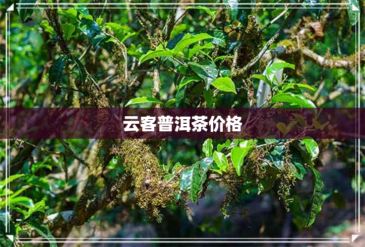 云客普洱茶价格