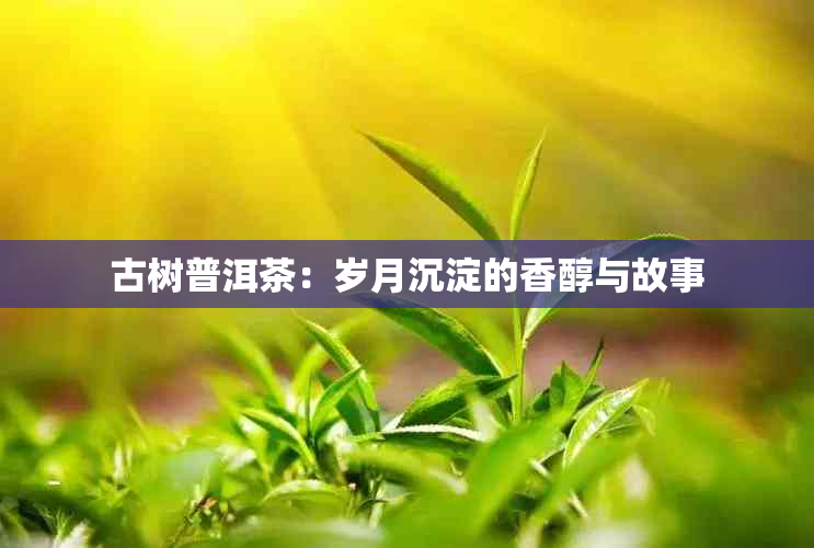 古树普洱茶：岁月沉淀的香醇与故事