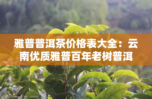 雅普普洱茶价格表大全：云南优质雅普百年老树普洱茶价目表