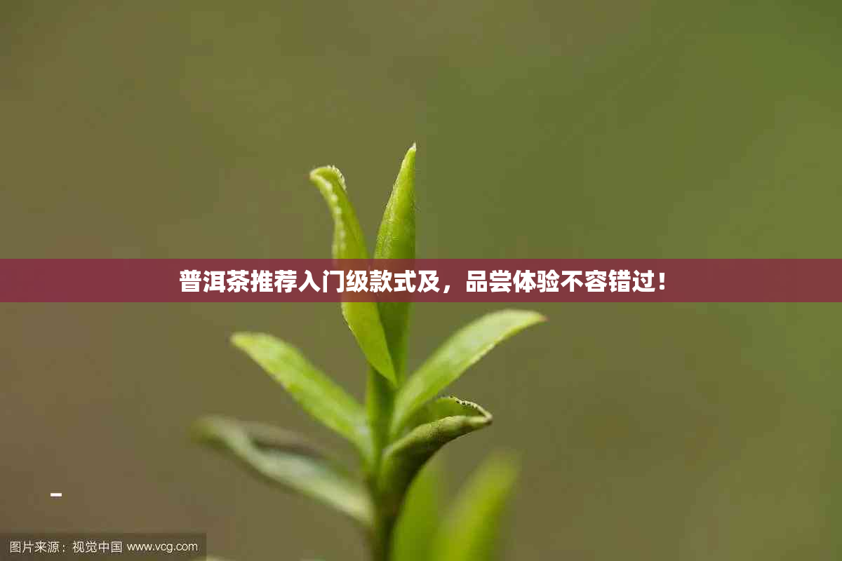 普洱茶推荐入门级款式及，品尝体验不容错过！