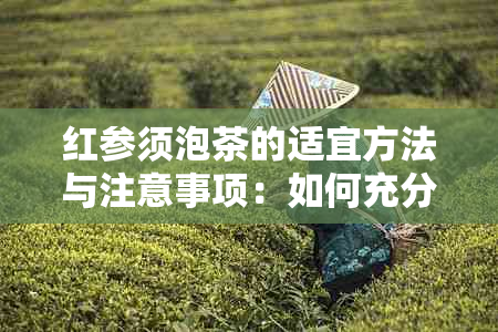 红参须泡茶的适宜方法与注意事项：如何充分利用这一天然补品