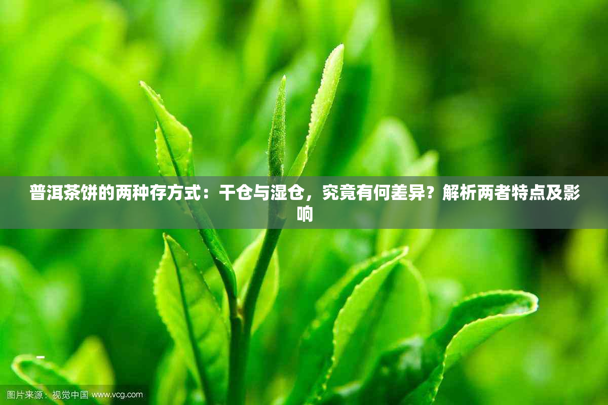 普洱茶饼的两种存方式：干仓与湿仓，究竟有何差异？解析两者特点及影响