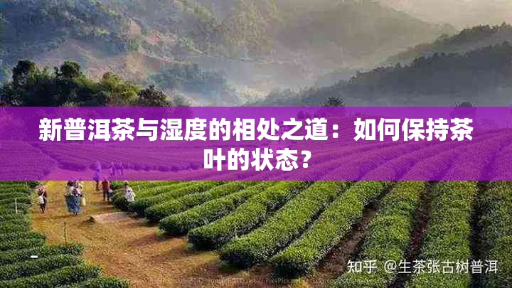 新普洱茶与湿度的相处之道：如何保持茶叶的状态？