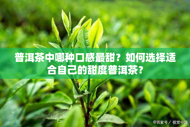 普洱茶中哪种口感最甜？如何选择适合自己的甜度普洱茶？