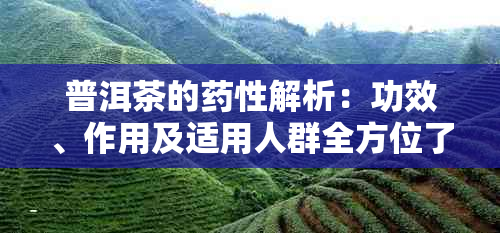 普洱茶的性解析：功效、作用及适用人群全方位了解