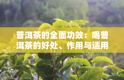 普洱茶的全面功效：喝普洱茶的好处、作用与适用人群