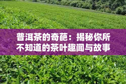 普洱茶的奇葩：揭秘你所不知道的茶叶趣闻与故事