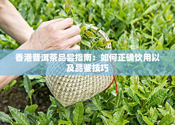 普洱茶品尝指南：如何正确饮用以及品鉴技巧