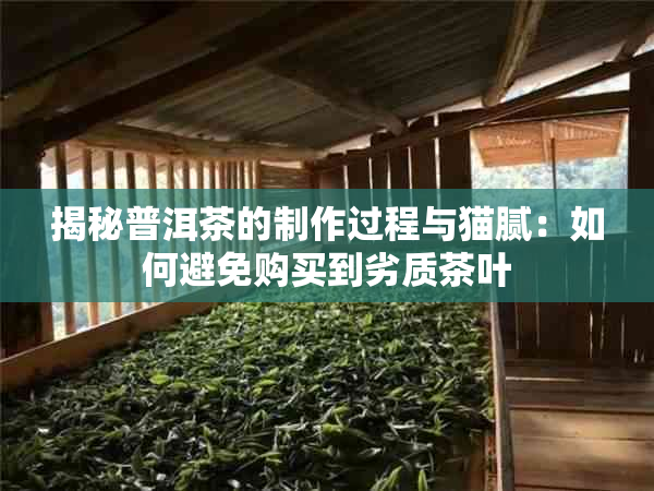 揭秘普洱茶的制作过程与猫腻：如何避免购买到劣质茶叶