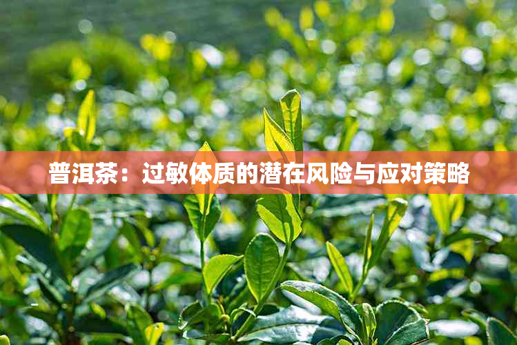 普洱茶：过敏体质的潜在风险与应对策略