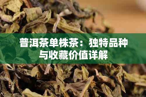 普洱茶单株茶：独特品种与收藏价值详解