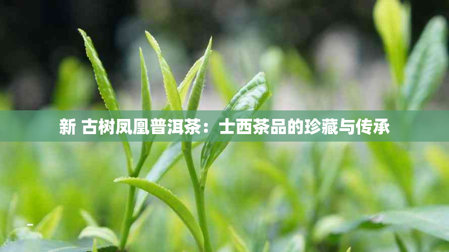 新 古树凤凰普洱茶：士西茶品的珍藏与传承