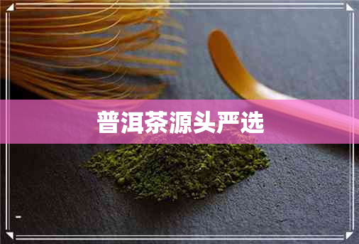 普洱茶源头严选