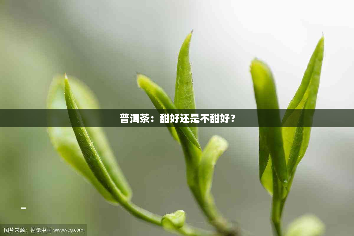 普洱茶：甜好还是不甜好？