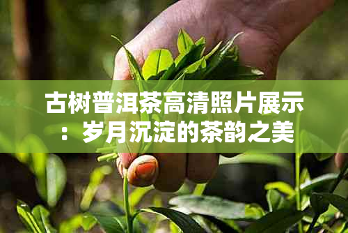 古树普洱茶高清照片展示：岁月沉淀的茶韵之美