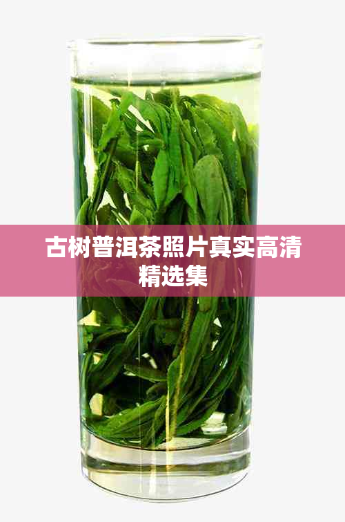 古树普洱茶照片真实高清精选集