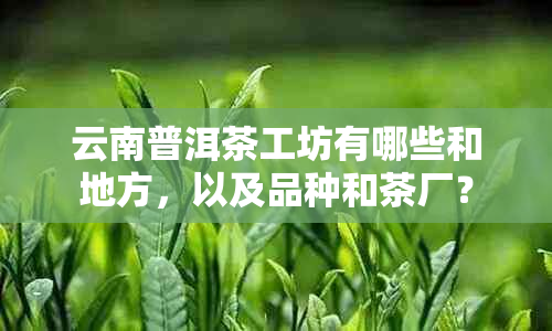 云南普洱茶工坊有哪些和地方，以及品种和茶厂？