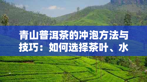 青山普洱茶的冲泡方法与技巧：如何选择茶叶、水、器具以及品尝口感