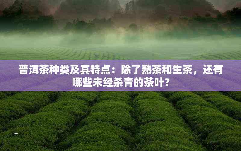 普洱茶种类及其特点：除了熟茶和生茶，还有哪些未经杀青的茶叶？