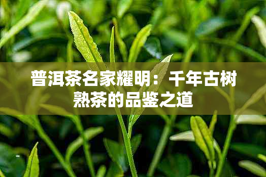 普洱茶名家耀明：千年古树熟茶的品鉴之道