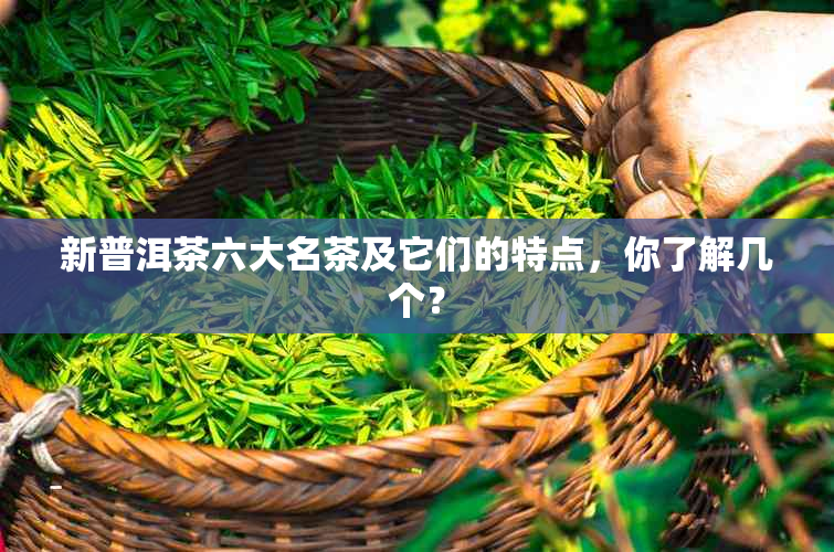 新普洱茶六大名茶及它们的特点，你了解几个？