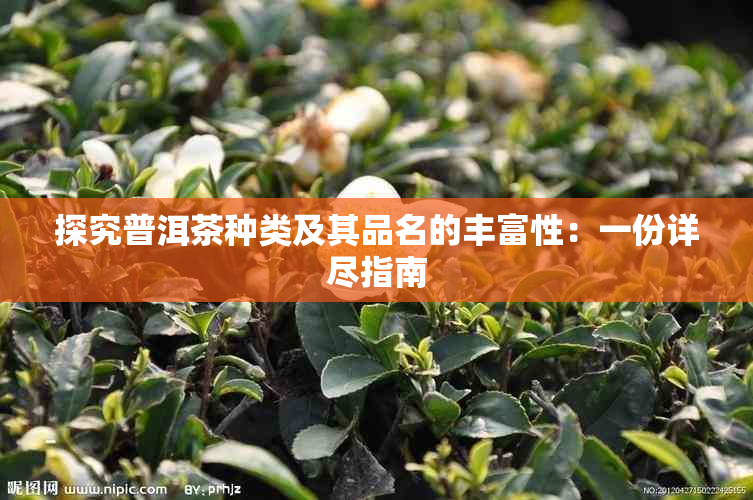 探究普洱茶种类及其品名的丰富性：一份详尽指南