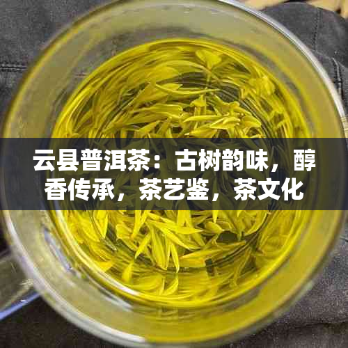 云县普洱茶：古树韵味，醇香传承，茶艺鉴，茶文化体验