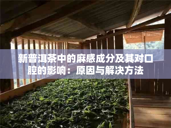 新普洱茶中的麻感成分及其对口腔的影响：原因与解决方法