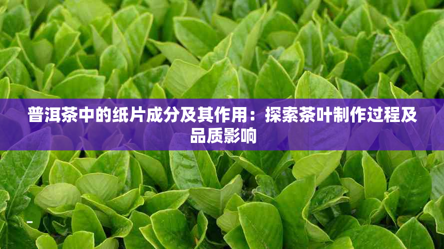 普洱茶中的纸片成分及其作用：探索茶叶制作过程及品质影响