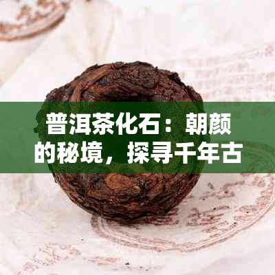 普洱茶化石：朝颜的秘境，探寻千年古树的故事