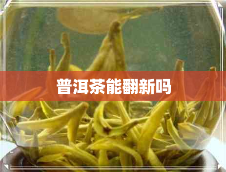 普洱茶能翻新吗