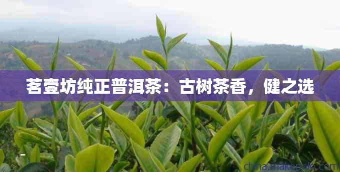 茗壹坊纯正普洱茶：古树茶香，健之选