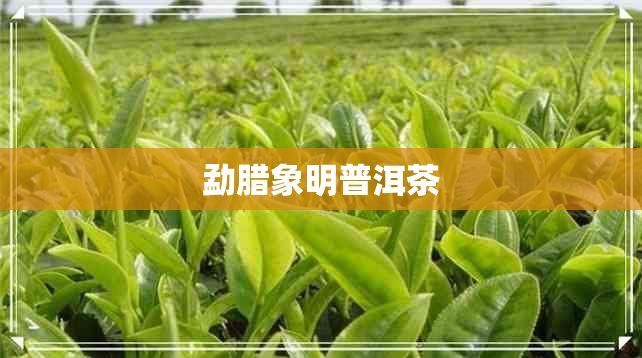 勐腊象明普洱茶