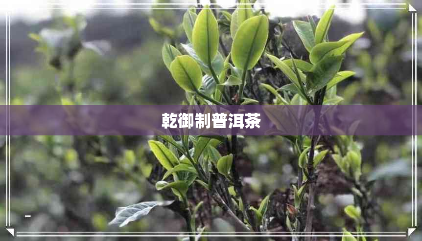 乾御制普洱茶