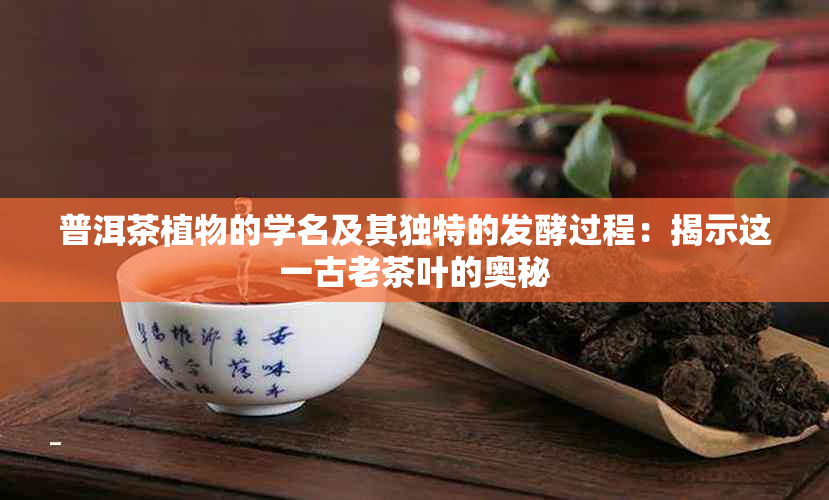 普洱茶植物的学名及其独特的发酵过程：揭示这一古老茶叶的奥秘