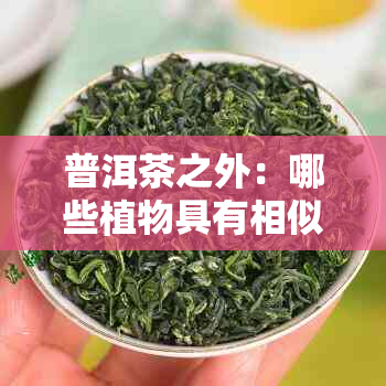 普洱茶之外：哪些植物具有相似的发酵特性和口感？