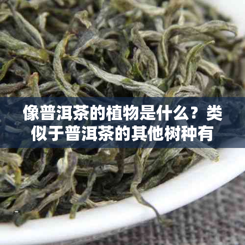 像普洱茶的植物是什么？类似于普洱茶的其他树种有哪些？