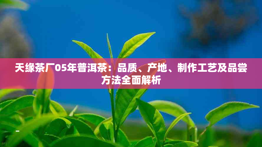 天缘茶厂05年普洱茶：品质、产地、制作工艺及品尝方法全面解析