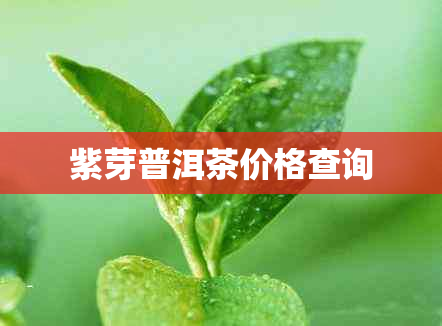 紫芽普洱茶价格查询