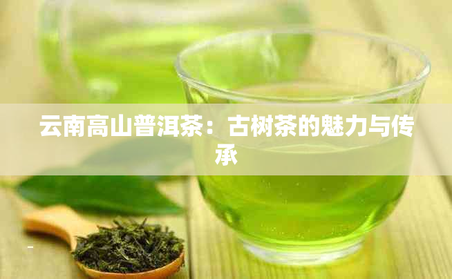 云南高山普洱茶：古树茶的魅力与传承