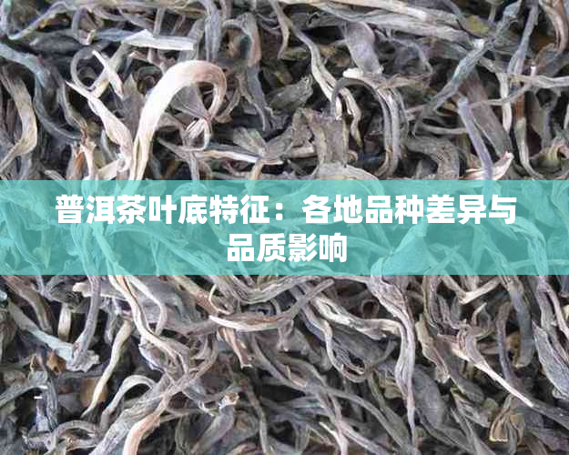 普洱茶叶底特征：各地品种差异与品质影响