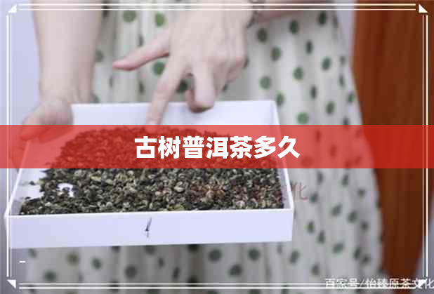 古树普洱茶多久