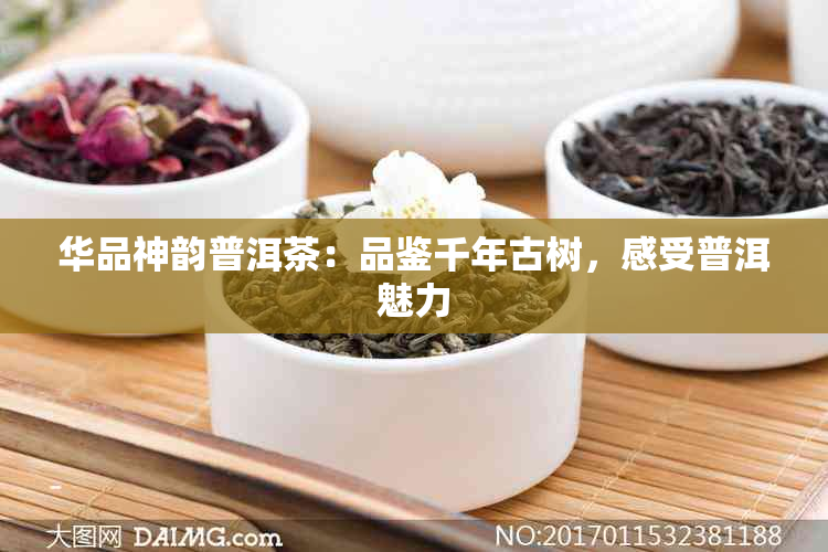 华品神韵普洱茶：品鉴千年古树，感受普洱魅力