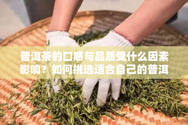 普洱茶的口感与品质受什么因素影响？如何挑选适合自己的普洱茶？