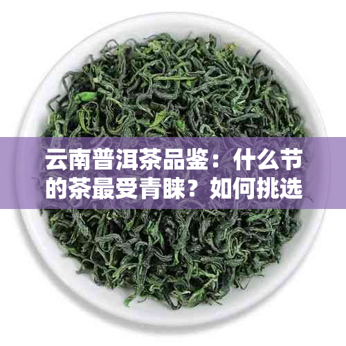 云南普洱茶品鉴：什么节的茶最受青睐？如何挑选口感的普洱茶？